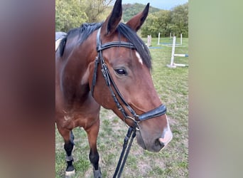 Hannoveraner, Wallach, 4 Jahre, 168 cm, Dunkelbrauner