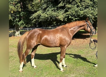 Hannoveraner, Wallach, 4 Jahre, 168 cm, Dunkelfuchs
