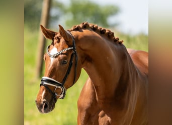 Hannoveraner, Wallach, 4 Jahre, 168 cm, Dunkelfuchs