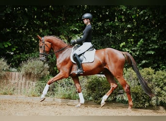 Hannoveraner, Wallach, 4 Jahre, 168 cm, Dunkelfuchs