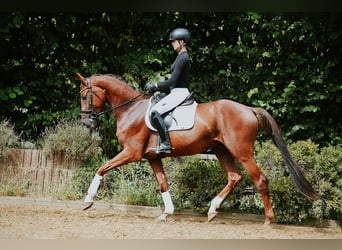 Hannoveraner, Wallach, 4 Jahre, 168 cm, Dunkelfuchs