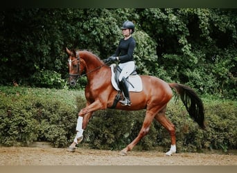 Hannoveraner, Wallach, 4 Jahre, 168 cm, Dunkelfuchs