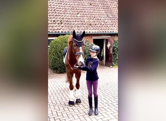 Hannoveraner, Wallach, 4 Jahre, 168 cm, Dunkelfuchs