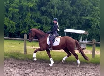 Hannoveraner, Wallach, 4 Jahre, 168 cm, Dunkelfuchs