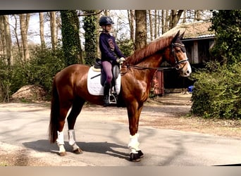 Hannoveraner, Wallach, 4 Jahre, 168 cm, Dunkelfuchs
