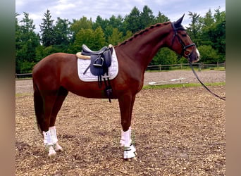 Hannoveraner, Wallach, 4 Jahre, 168 cm, Dunkelfuchs