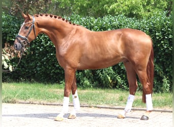 Hannoveraner, Wallach, 4 Jahre, 168 cm, Fuchs