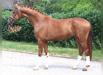 Hannoveraner, Wallach, 4 Jahre, 168 cm, Fuchs