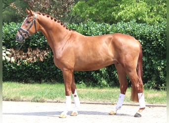 Hannoveraner, Wallach, 4 Jahre, 168 cm, Fuchs