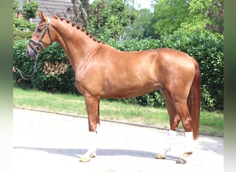 Hannoveraner, Wallach, 4 Jahre, 168 cm, Fuchs