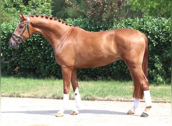 Hannoveraner, Wallach, 4 Jahre, 168 cm, Fuchs