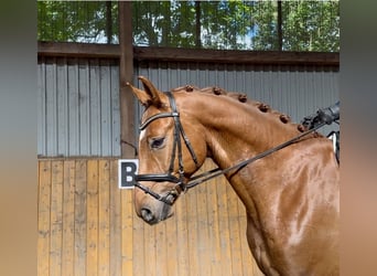 Hannoveraner, Wallach, 4 Jahre, 168 cm, Fuchs