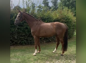 Hannoveraner, Wallach, 4 Jahre, 168 cm, Fuchs