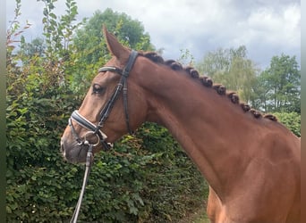 Hannoveraner, Wallach, 4 Jahre, 168 cm, Fuchs