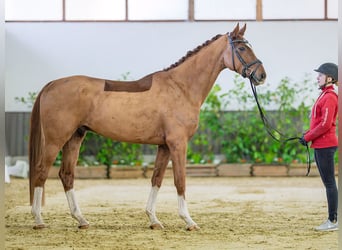 Hannoveraner, Wallach, 4 Jahre, 168 cm, Fuchs