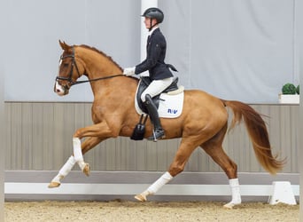 Hannoveraner, Wallach, 4 Jahre, 168 cm, Fuchs