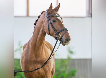 Hannoveraner, Wallach, 4 Jahre, 168 cm, Fuchs