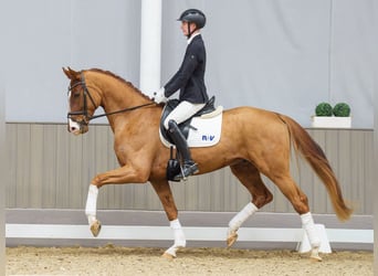 Hannoveraner, Wallach, 4 Jahre, 168 cm, Fuchs