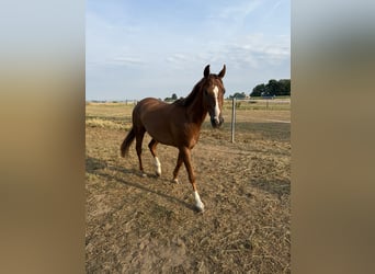Hannoveraner, Wallach, 4 Jahre, 168 cm, Fuchs