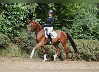 Hannoveraner, Wallach, 4 Jahre, 168 cm, Fuchs