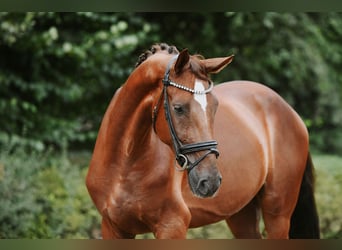 Hannoveraner, Wallach, 4 Jahre, 168 cm, Fuchs