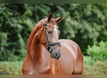 Hannoveraner, Wallach, 4 Jahre, 168 cm, Fuchs