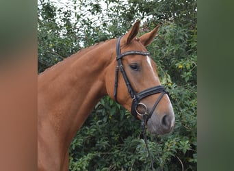 Hannoveraner, Wallach, 4 Jahre, 168 cm, Fuchs