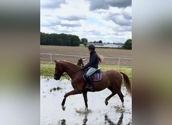 Hannoveraner, Wallach, 4 Jahre, 168 cm, Fuchs