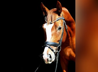 Hannoveraner, Wallach, 4 Jahre, 168 cm, Fuchs