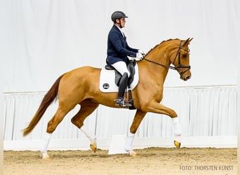 Hannoveraner, Wallach, 4 Jahre, 168 cm, Fuchs