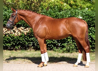 Hannoveraner, Wallach, 4 Jahre, 168 cm, Fuchs