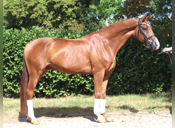 Hannoveraner, Wallach, 4 Jahre, 168 cm, Fuchs