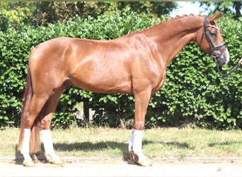 Hannoveraner, Wallach, 4 Jahre, 168 cm, Fuchs