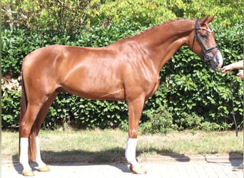 Hannoveraner, Wallach, 4 Jahre, 168 cm, Fuchs