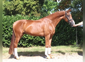 Hannoveraner, Wallach, 4 Jahre, 168 cm, Fuchs