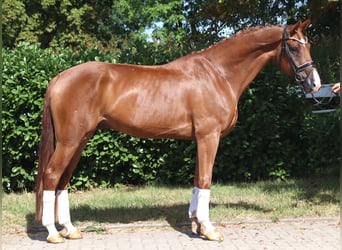 Hannoveraner, Wallach, 4 Jahre, 168 cm, Fuchs