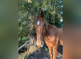 Hannoveraner, Wallach, 4 Jahre, 168 cm, Fuchs