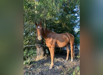 Hannoveraner, Wallach, 4 Jahre, 168 cm, Fuchs
