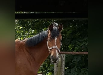 Hannoveraner, Wallach, 4 Jahre, 168 cm, Hellbrauner