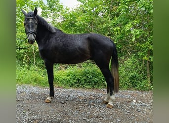 Hannoveraner, Wallach, 4 Jahre, 168 cm, Kann Schimmel werden