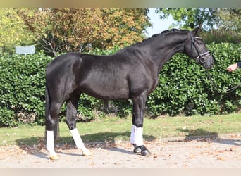 Hannoveraner, Wallach, 4 Jahre, 168 cm, Rappe