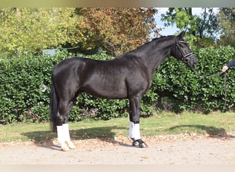 Hannoveraner, Wallach, 4 Jahre, 168 cm, Rappe