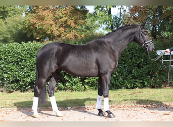 Hannoveraner, Wallach, 4 Jahre, 168 cm, Rappe