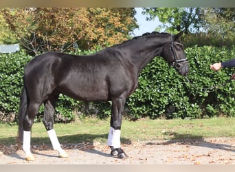 Hannoveraner, Wallach, 4 Jahre, 168 cm, Rappe