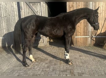 Hannoveraner, Wallach, 4 Jahre, 168 cm, Rappe