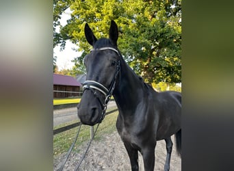 Hannoveraner, Wallach, 4 Jahre, 168 cm, Rappe
