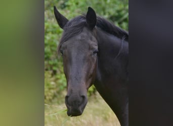 Hannoveraner, Wallach, 4 Jahre, 168 cm, Rappe