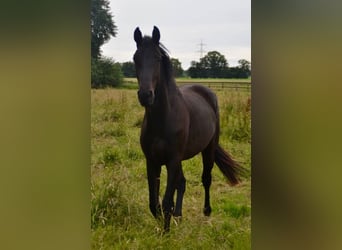 Hannoveraner, Wallach, 4 Jahre, 168 cm, Rappe