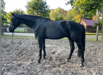 Hannoveraner, Wallach, 4 Jahre, 168 cm, Rappe