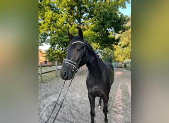 Hannoveraner, Wallach, 4 Jahre, 168 cm, Rappe